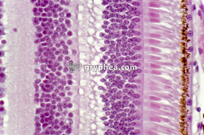 Rétine - vue de détail montrant les photorécepteurs (cônes et bâtonnets) x200 - gryphea.org